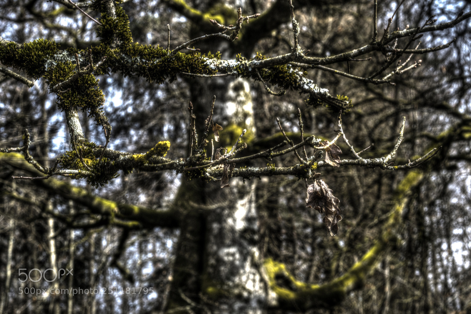 Sony a6000 sample photo. Manchmal ist das unscharfe photography