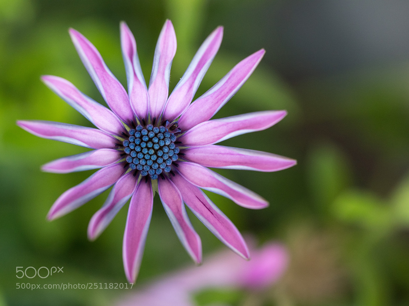Panasonic Lumix DMC-GX8 sample photo. Flowers photography