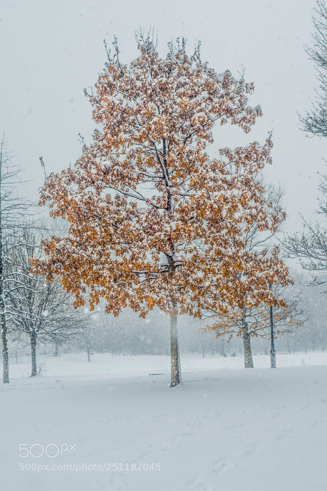 Nikon D5300 sample photo. Warmth tree photography