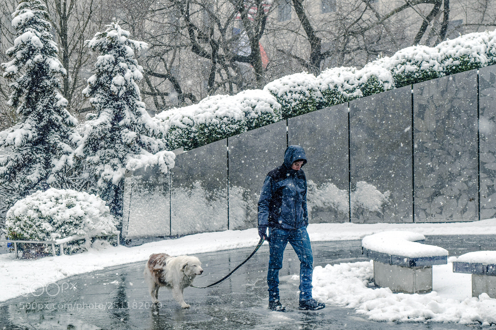 Nikon D5300 sample photo. Walking her dog photography