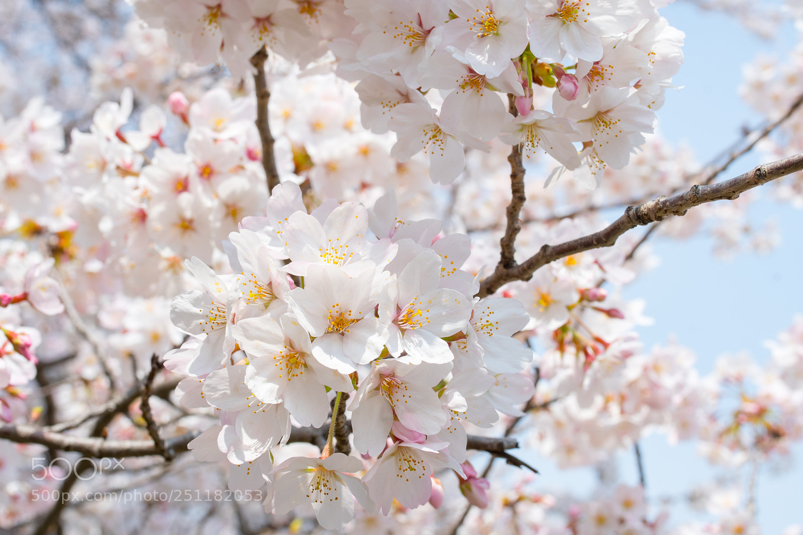 Nikon D500 sample photo. Cherry blossom 002 photography