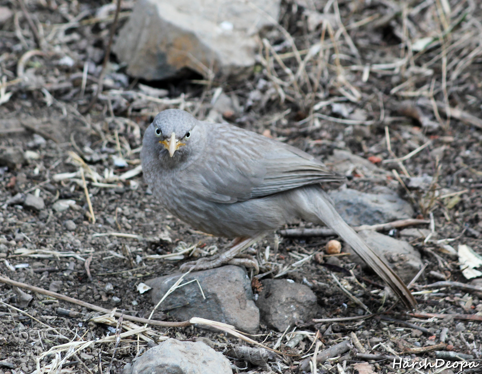 Canon EOS 550D (EOS Rebel T2i / EOS Kiss X4) sample photo. Dont make me come photography
