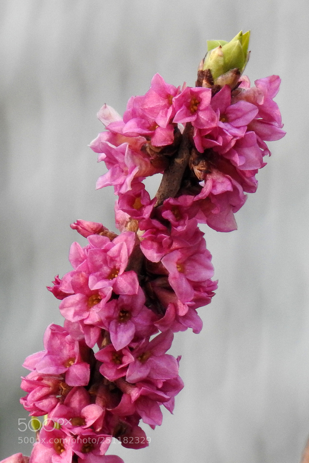 Nikon Coolpix P900 sample photo. Daphne mezereum - wawrzynek photography