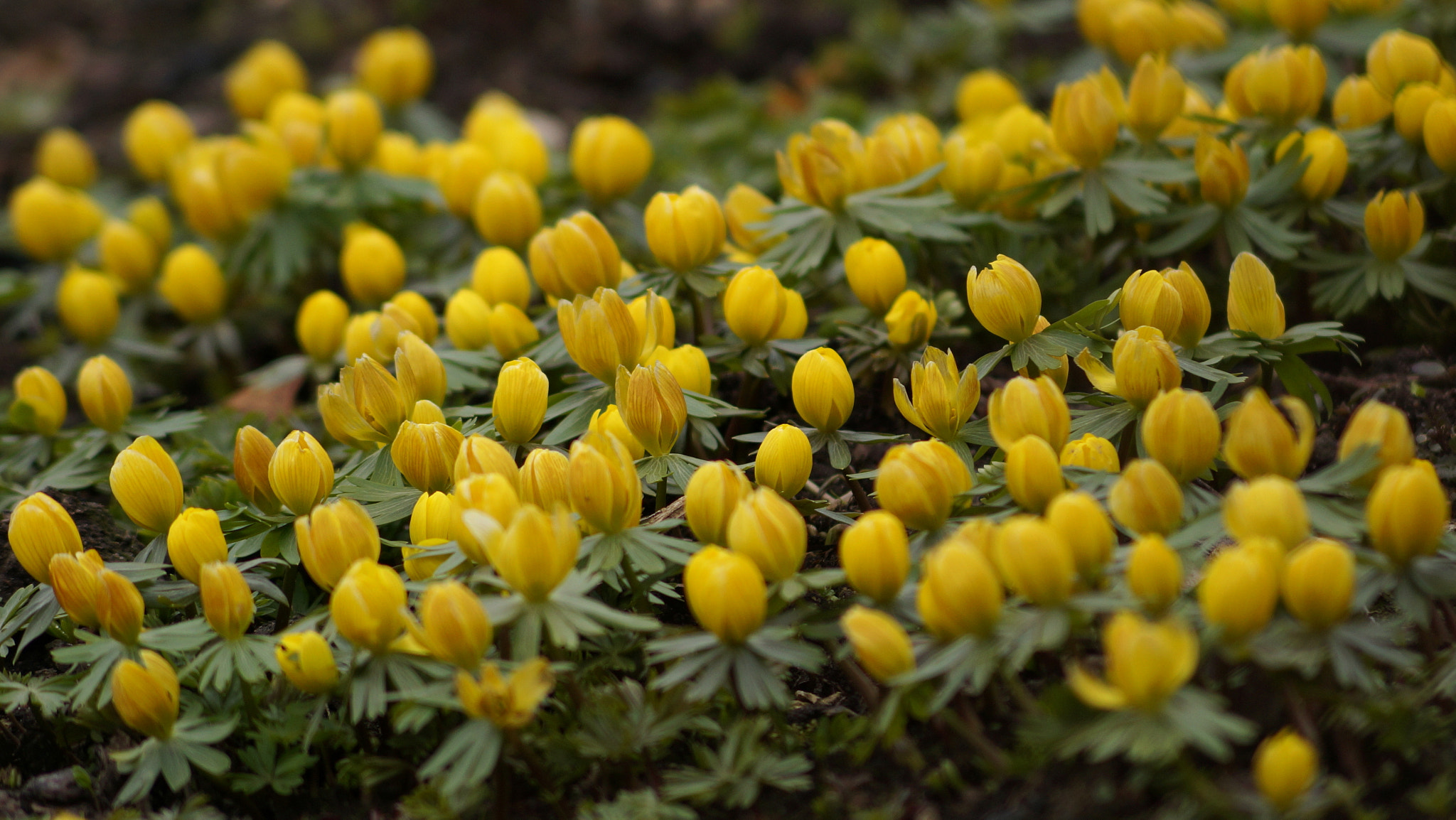 Sony DT 55-200mm F4-5.6 SAM sample photo. Eranthis hyemalis - rannik zimowy photography