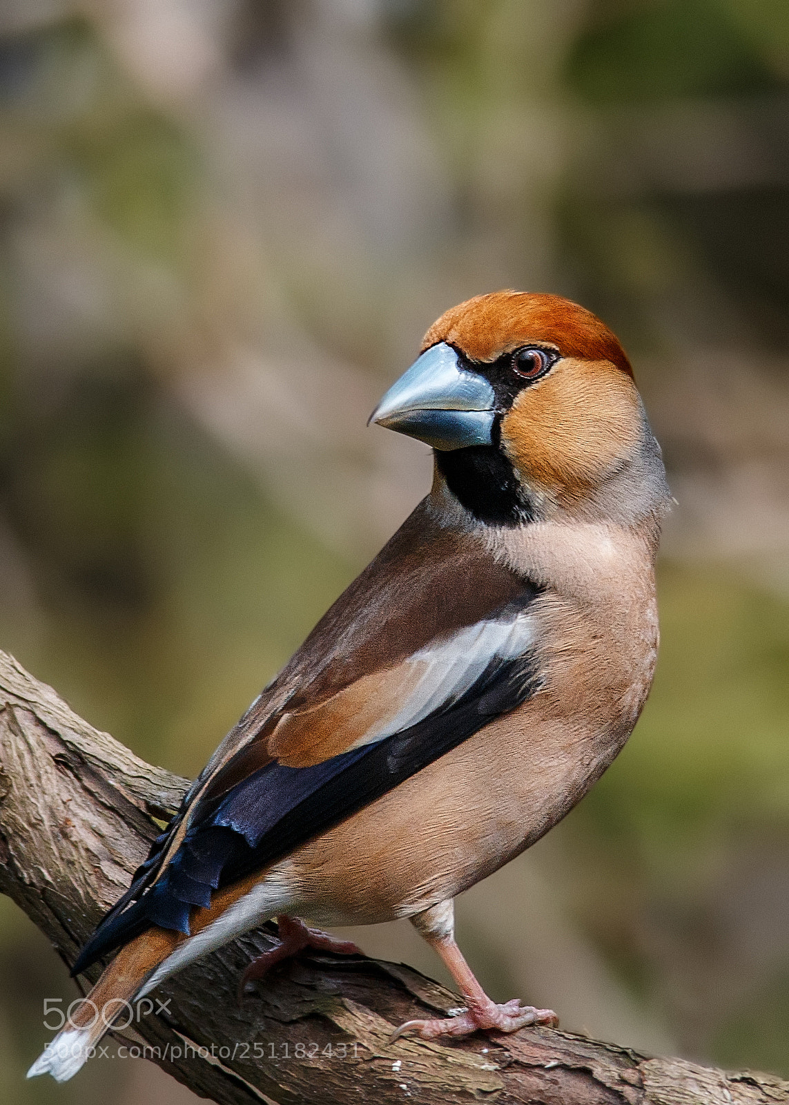 Canon EOS 70D sample photo. Coccothraustres coccothraustes photography