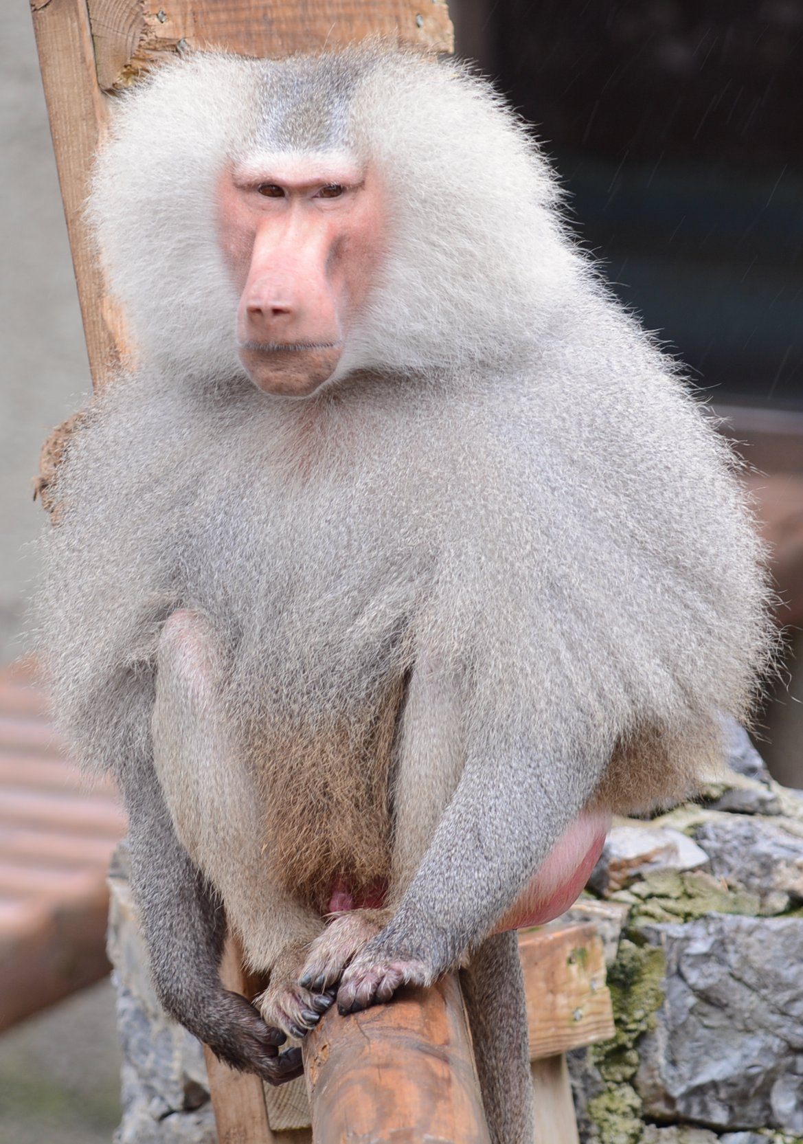 Sigma 150mm F2.8 EX DG Macro HSM sample photo. Babuun photography