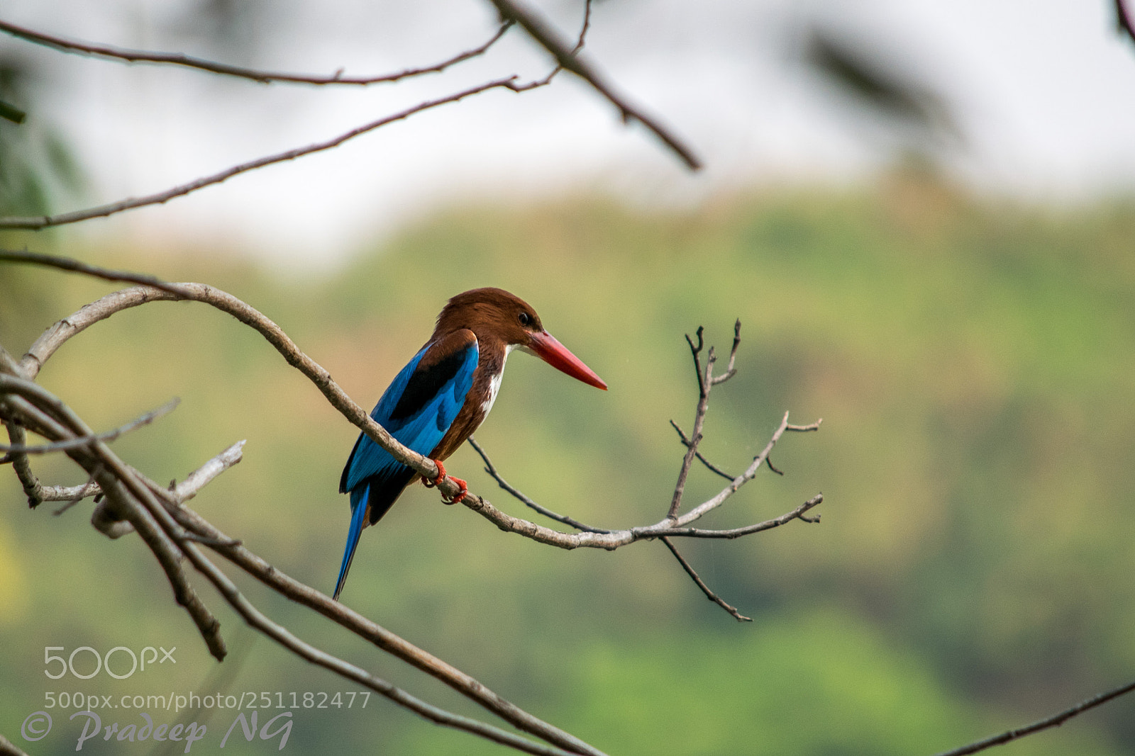 Nikon D3300 sample photo. Kingfisher photography