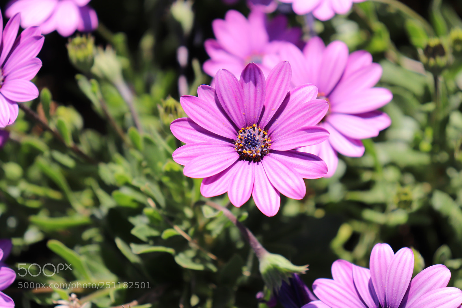 Canon EOS 800D (EOS Rebel T7i / EOS Kiss X9i) sample photo. Purple flower photography