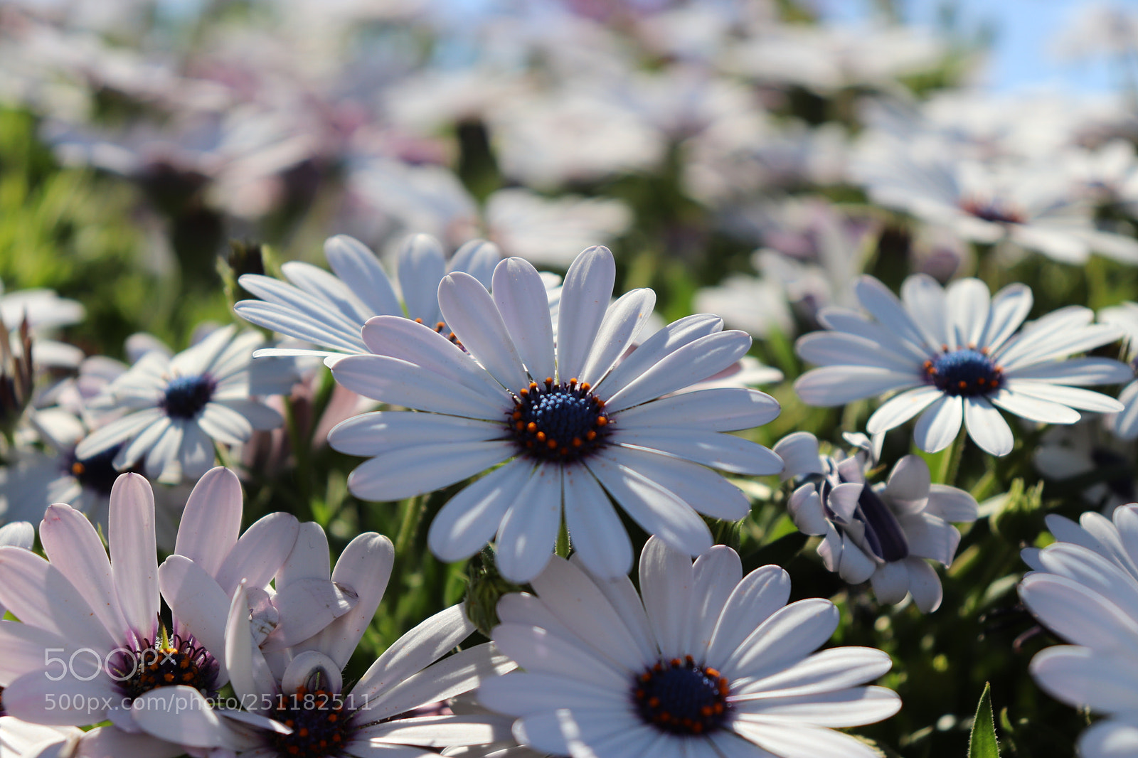 Canon EOS 800D (EOS Rebel T7i / EOS Kiss X9i) sample photo. White flower zoom photography