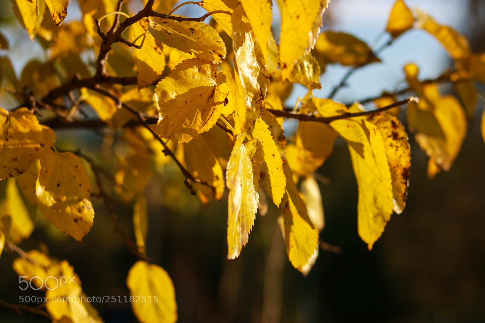 Canon EOS 760D (EOS Rebel T6s / EOS 8000D) sample photo. Missing autumn photography