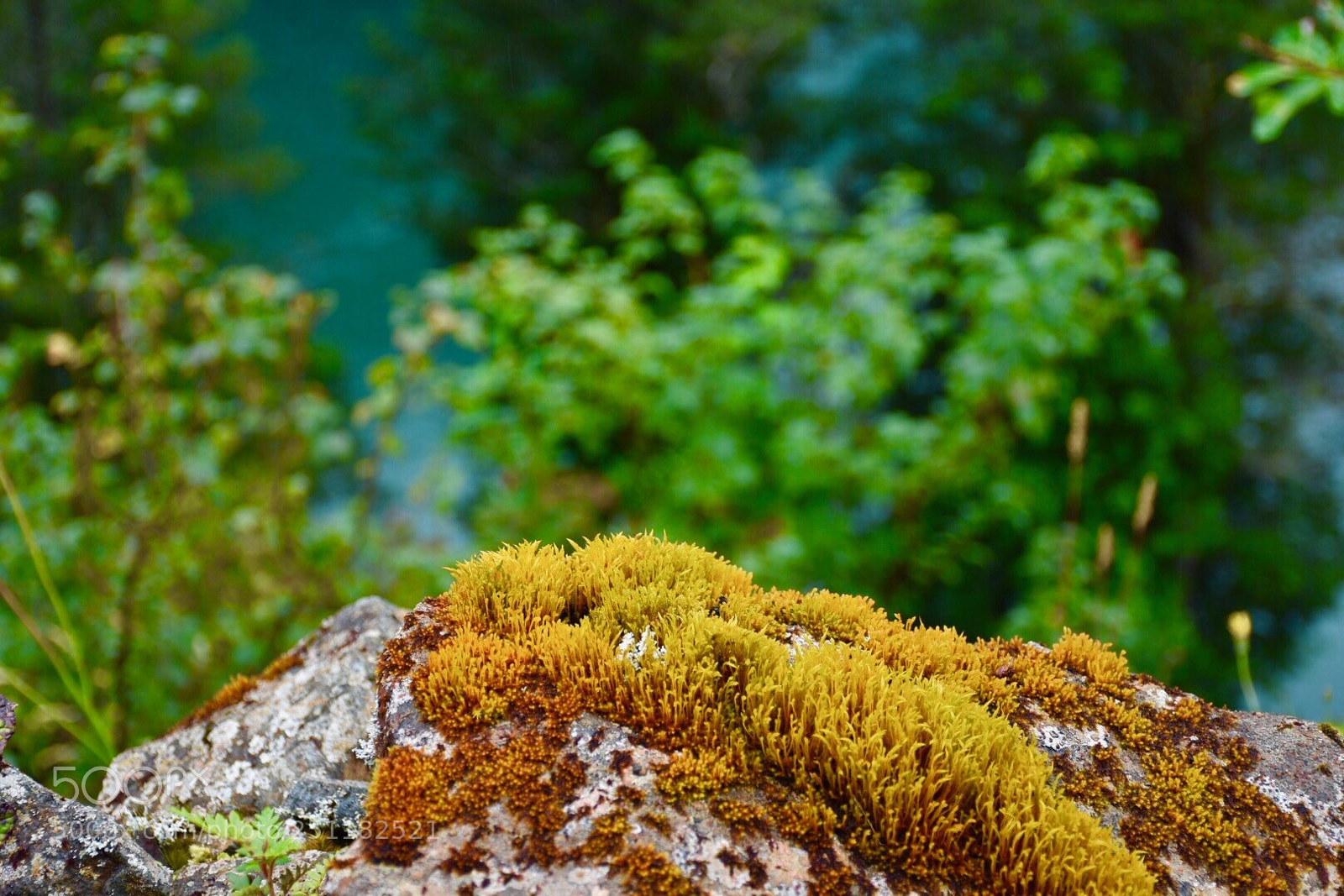 Nikon D5500 sample photo. Musgo austral photography