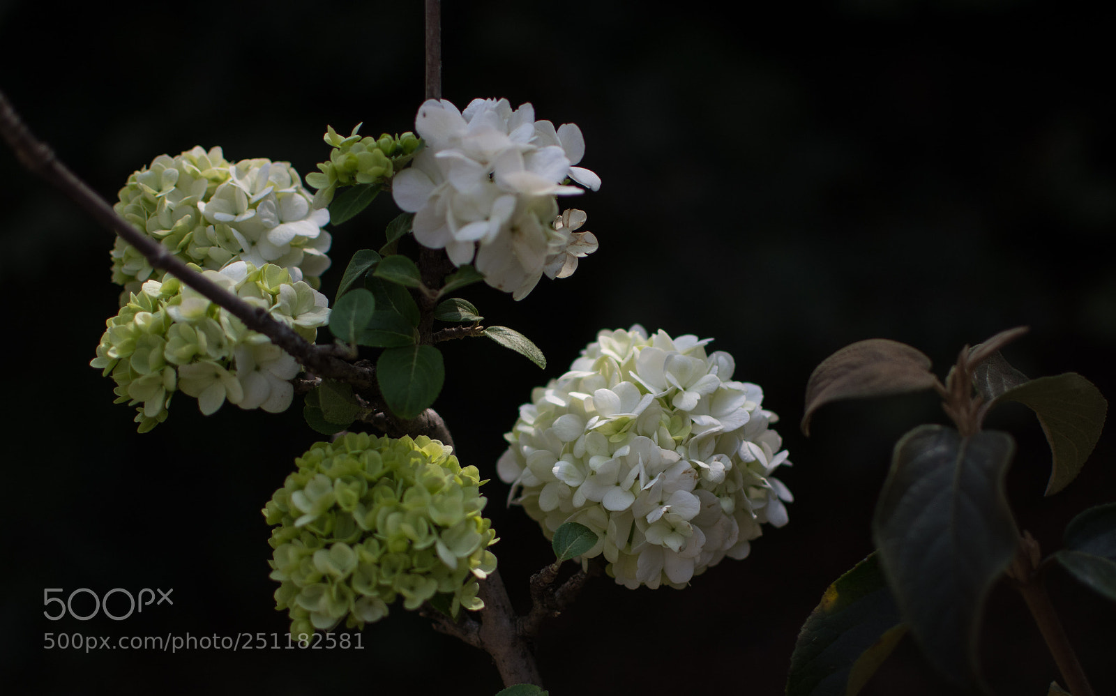 Nikon D7100 sample photo. Untitled photography