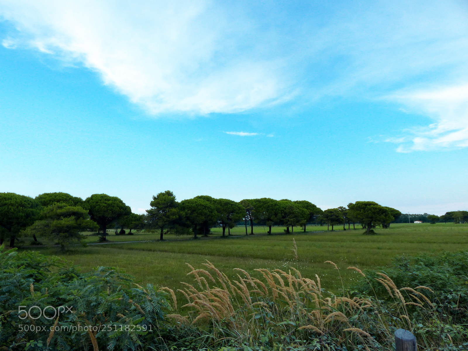 Panasonic Lumix DMC-FZ200 sample photo. Sp p photography