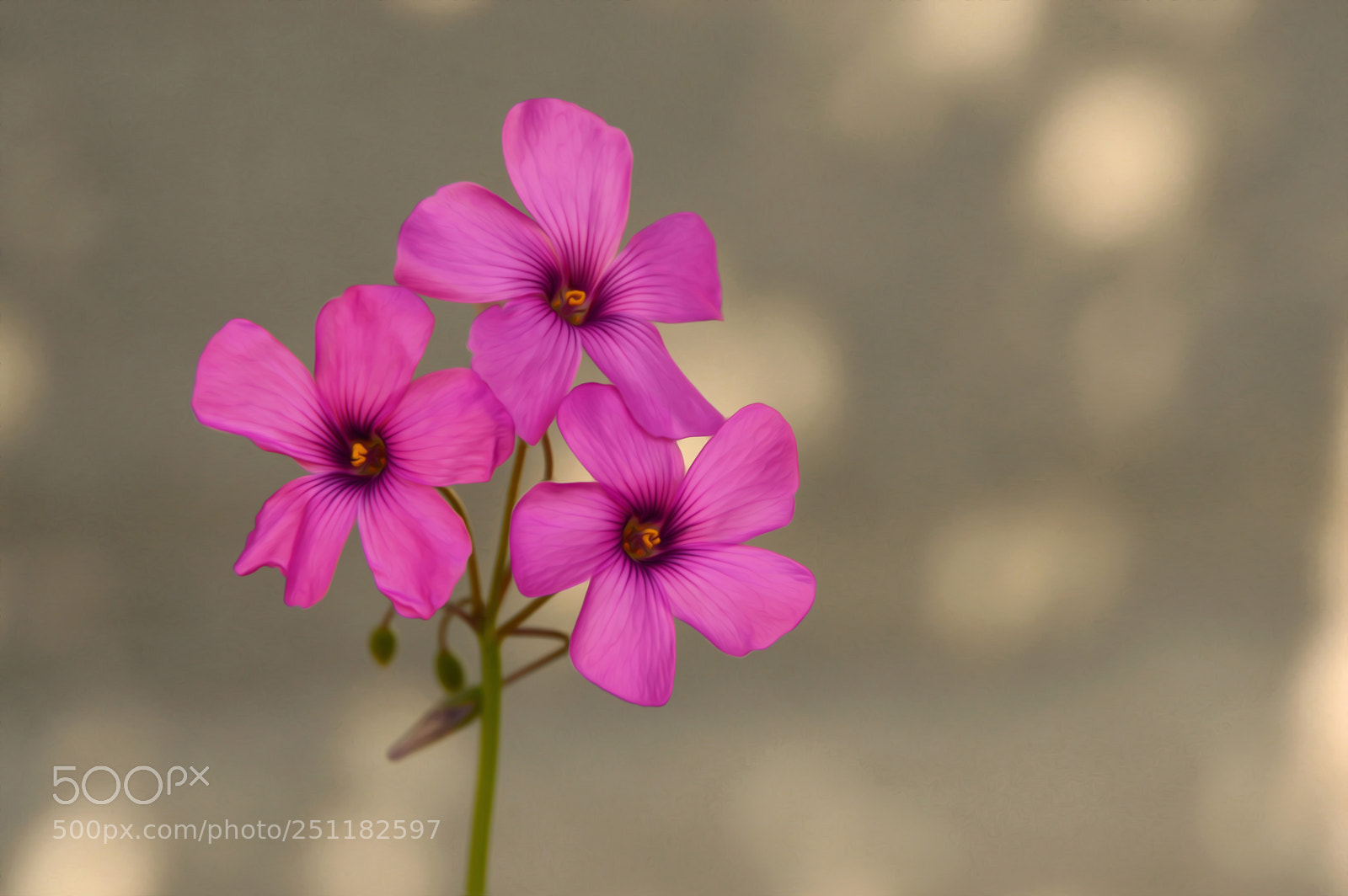 Nikon D3200 sample photo. Oxalis l., 1753 photography