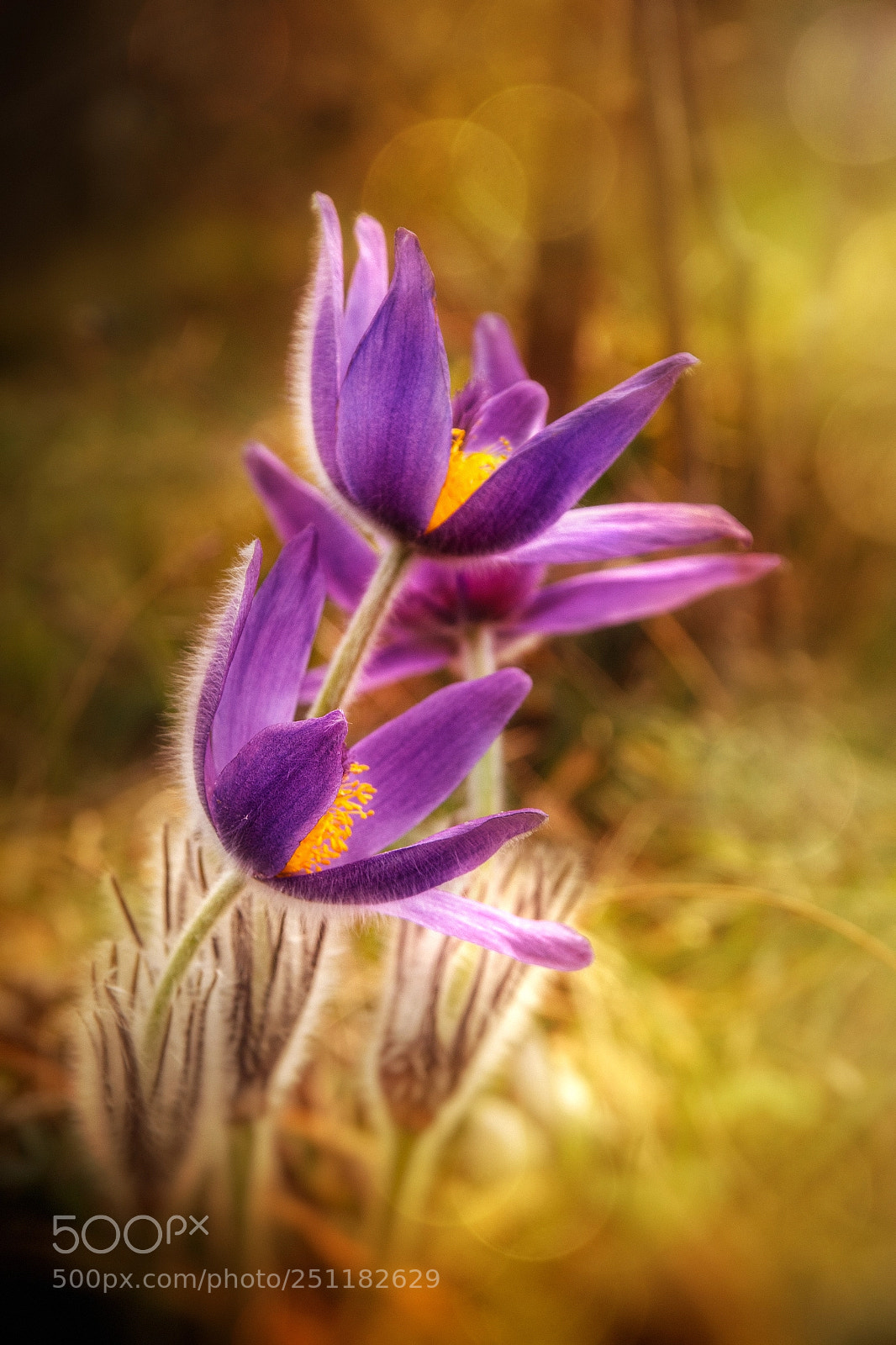 Canon EOS 70D sample photo. Pulsatilla grandis photography