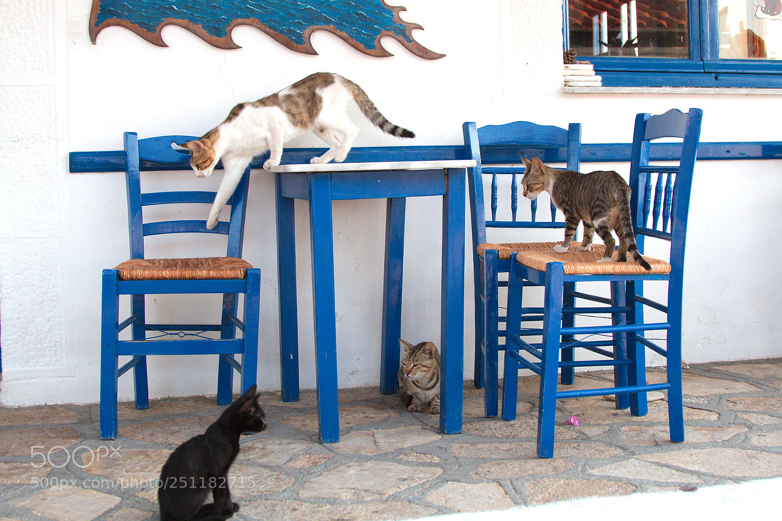 Canon EOS 7D sample photo. Greek cats at the photography