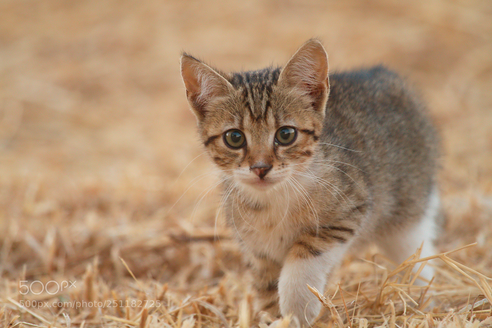Canon EOS 7D sample photo. Young cat photography