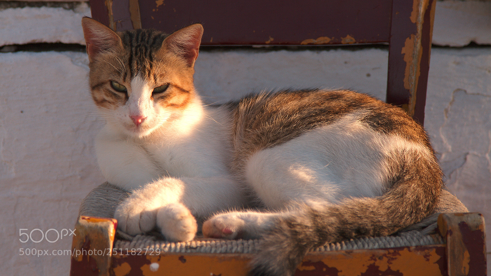 Canon EOS 7D sample photo. Cat on a chair photography