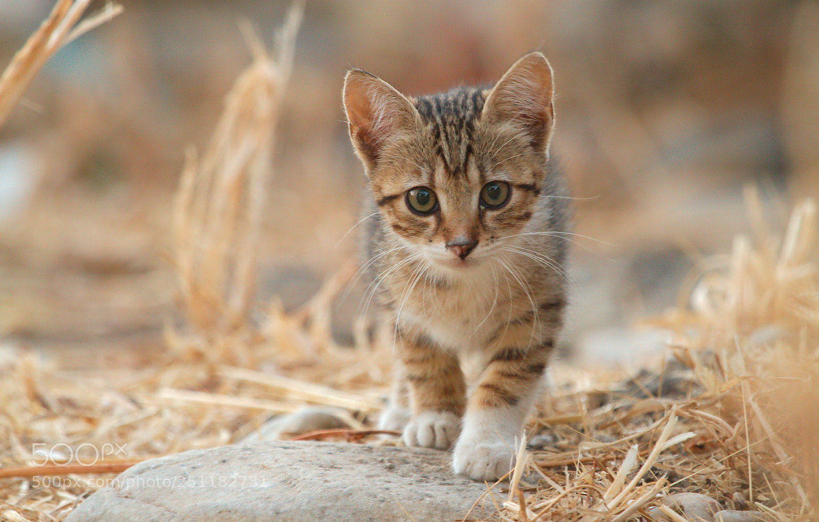 Canon EOS 7D sample photo. Young cat photography