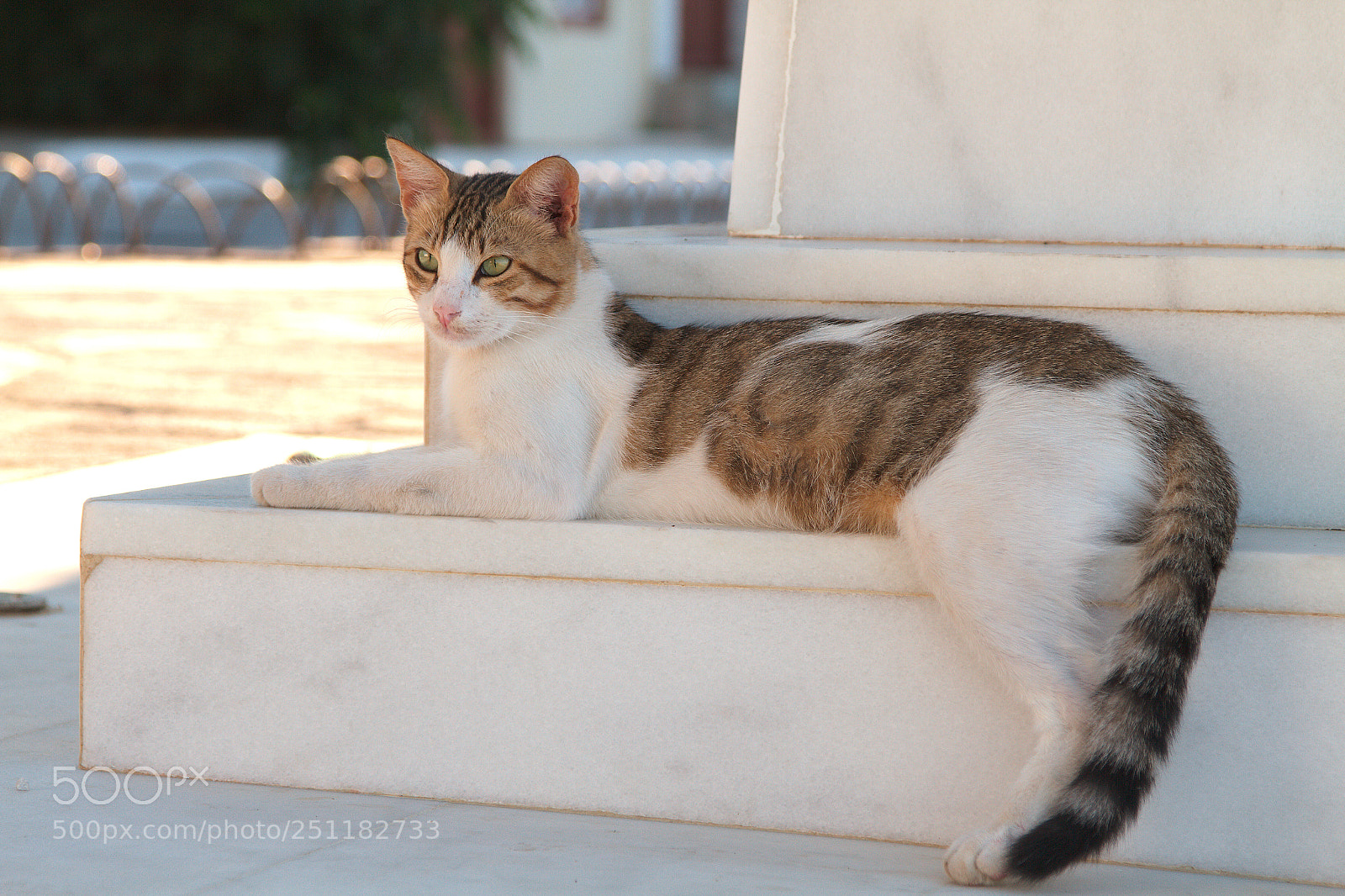 Canon EOS 7D sample photo. Cat on a monument photography