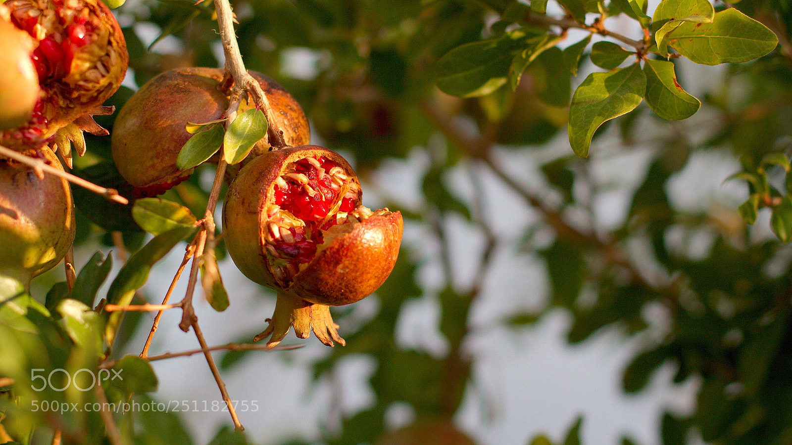 Canon EOS 7D sample photo. Pomegranate photography