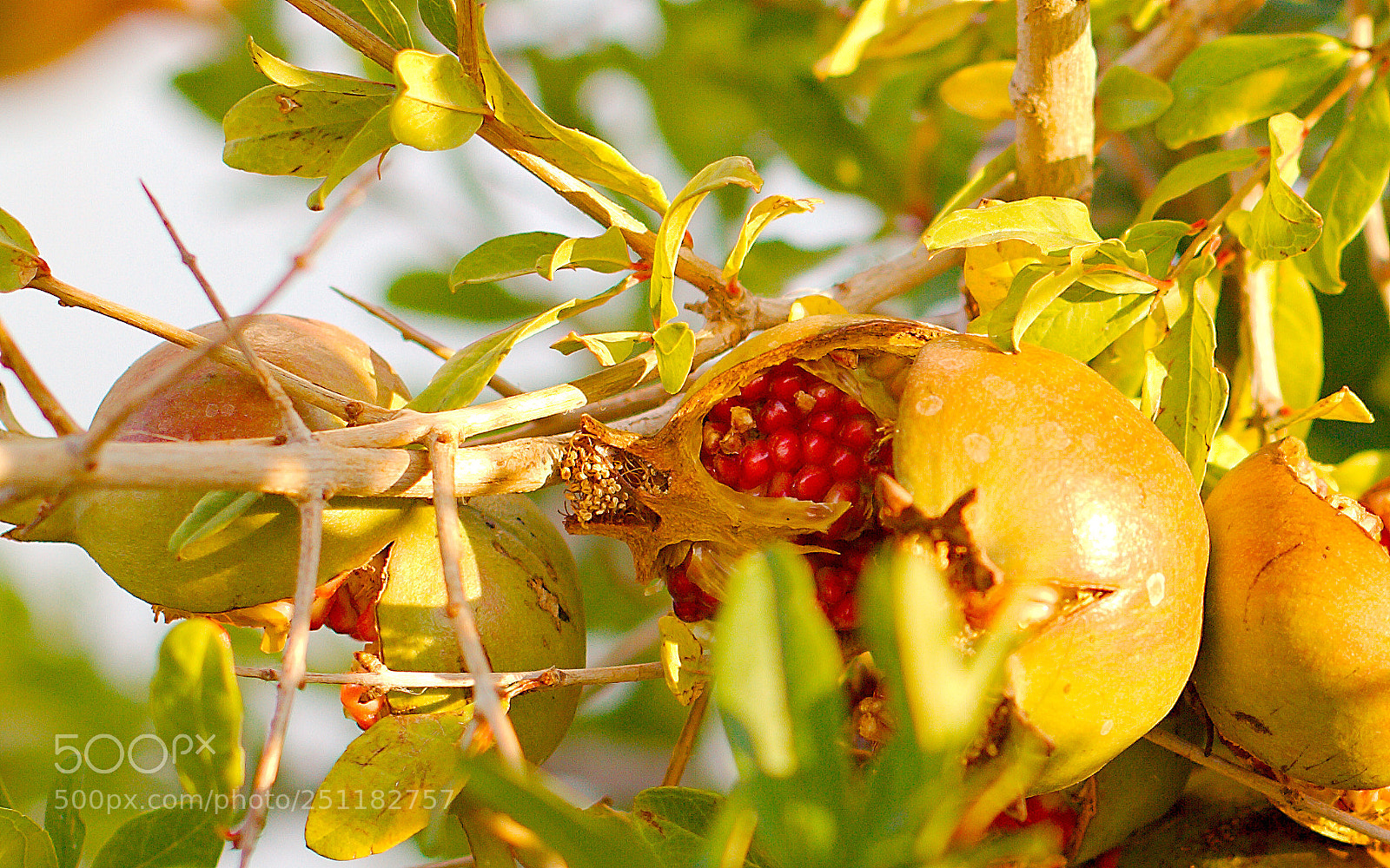 Canon EOS 7D sample photo. Pomegranate photography
