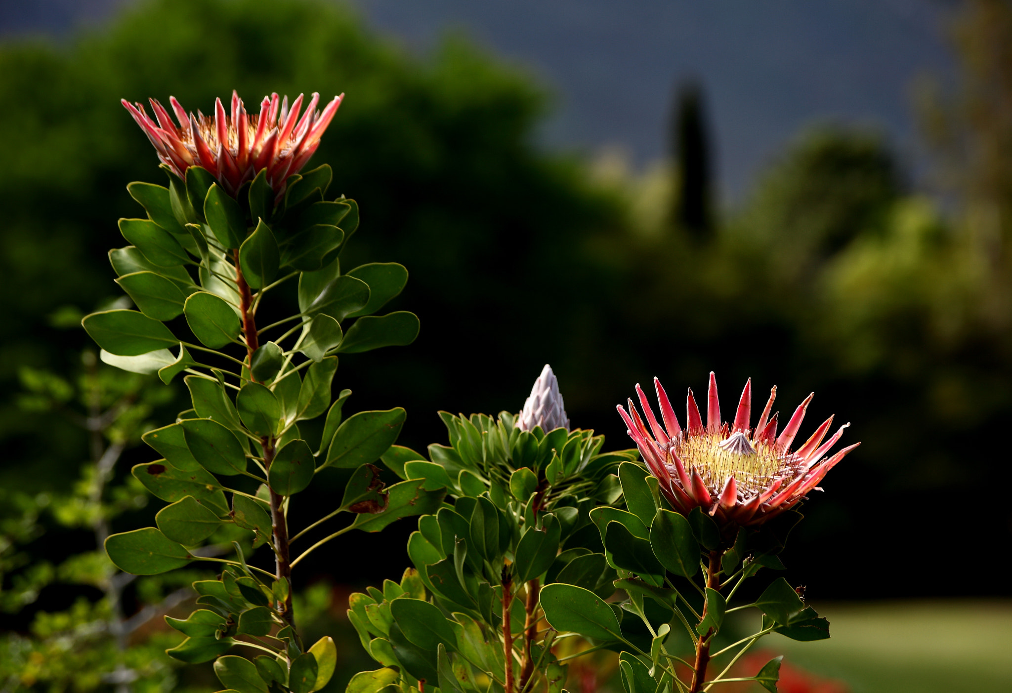 Canon EOS 5D Mark II sample photo. 帝王花 photography