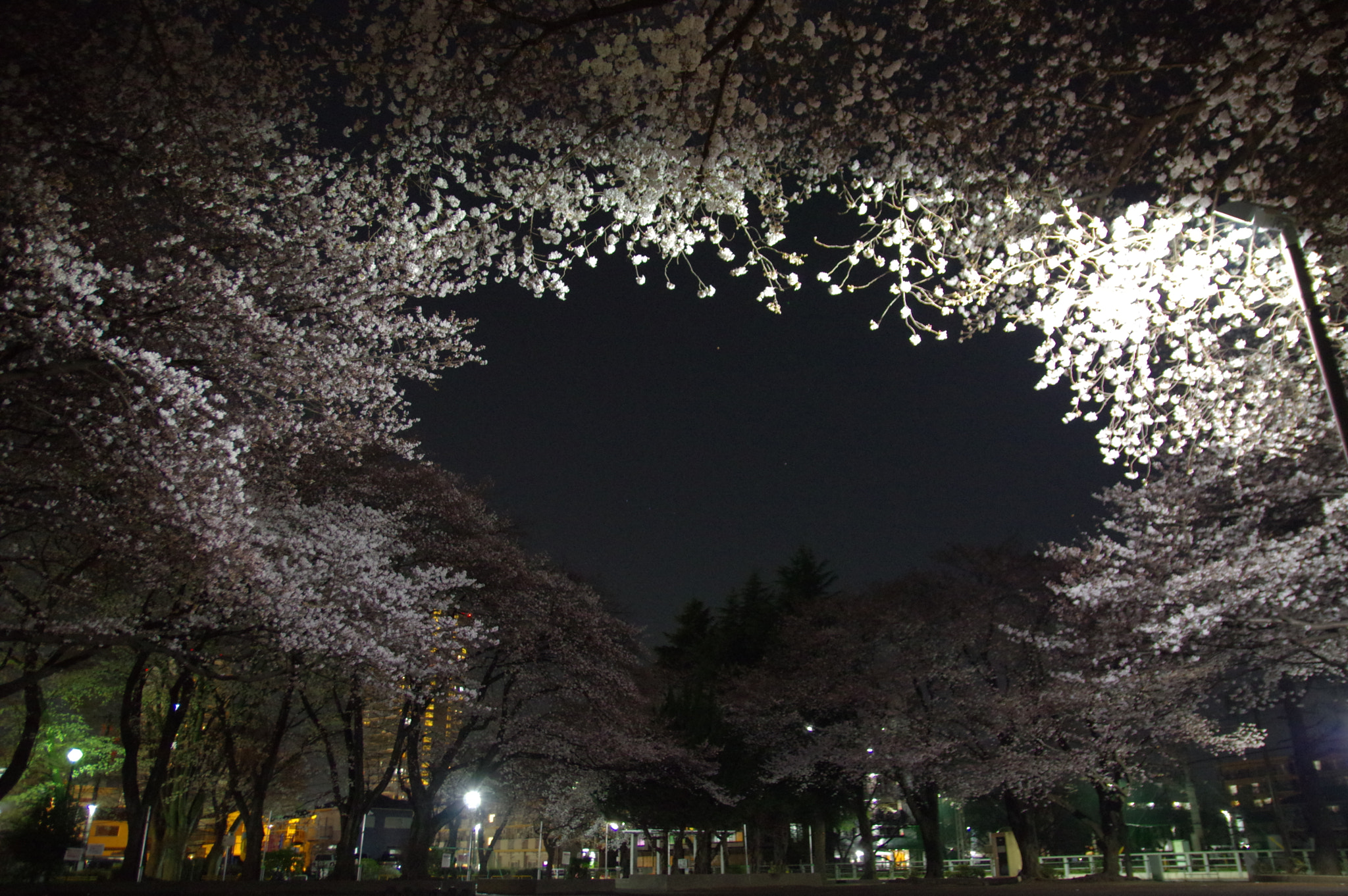 Pentax K-3 sample photo. Sakura sky photography