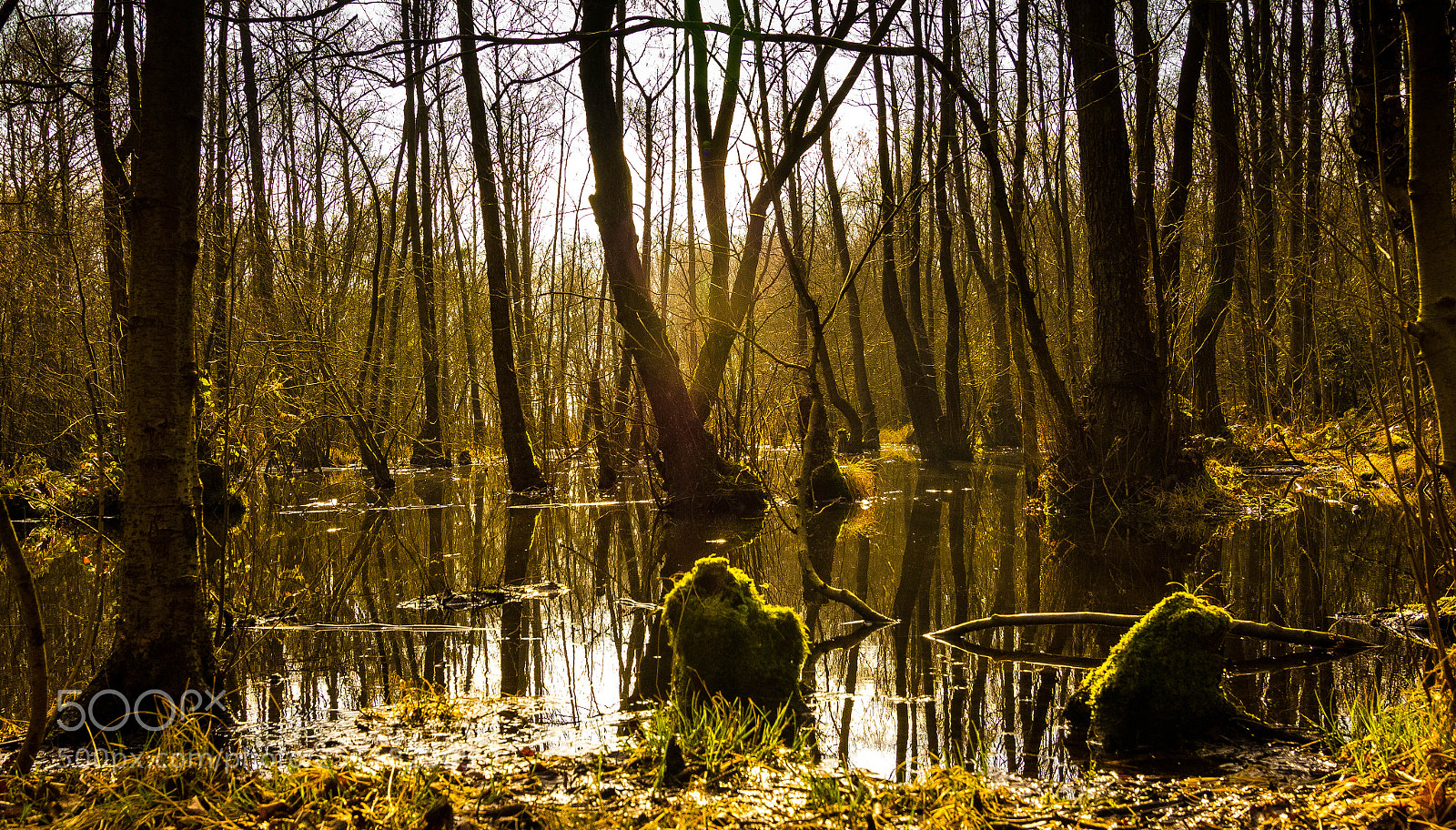 Canon EOS 60D sample photo. Swampland photography