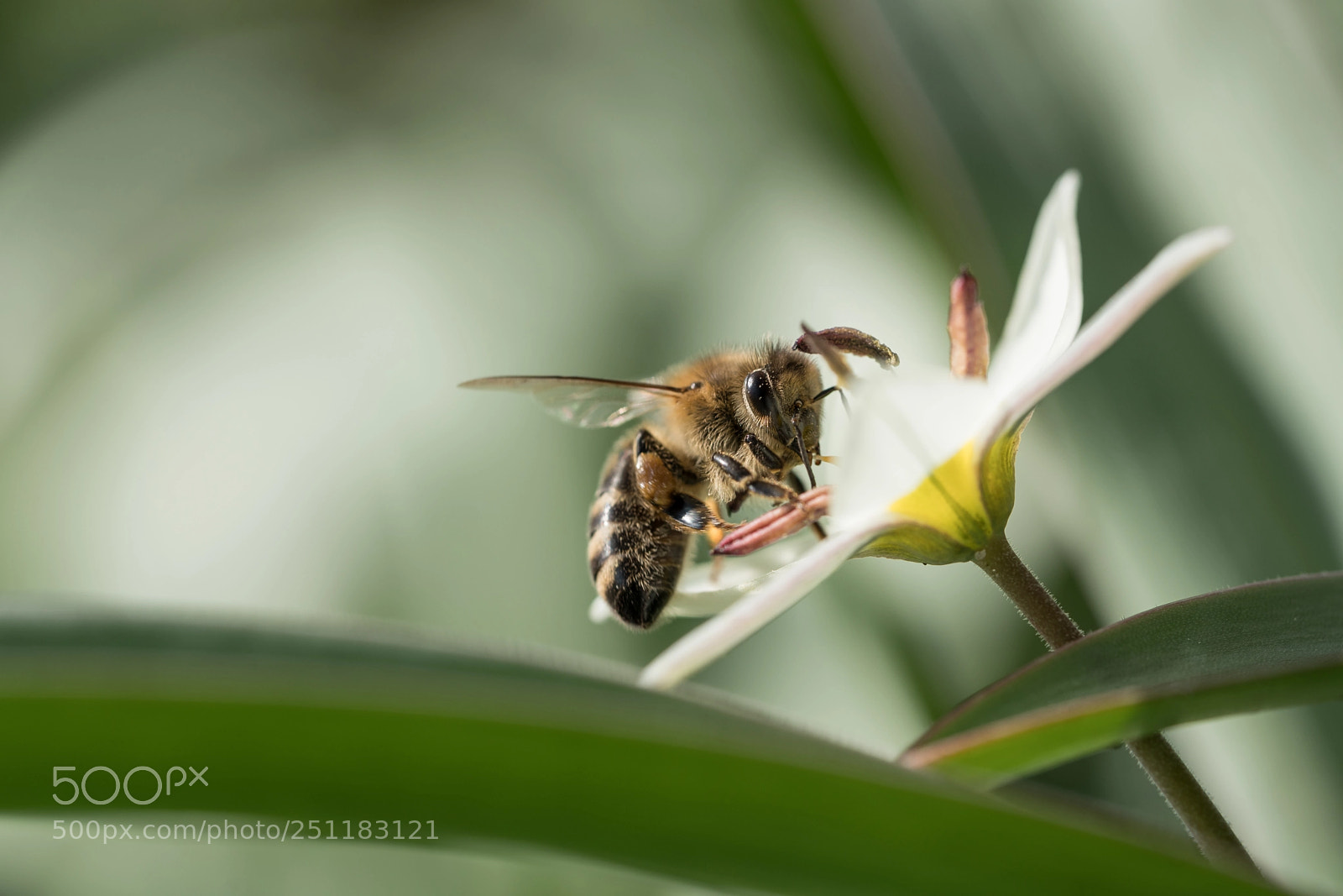 Sony a7R II sample photo. Collecting photography