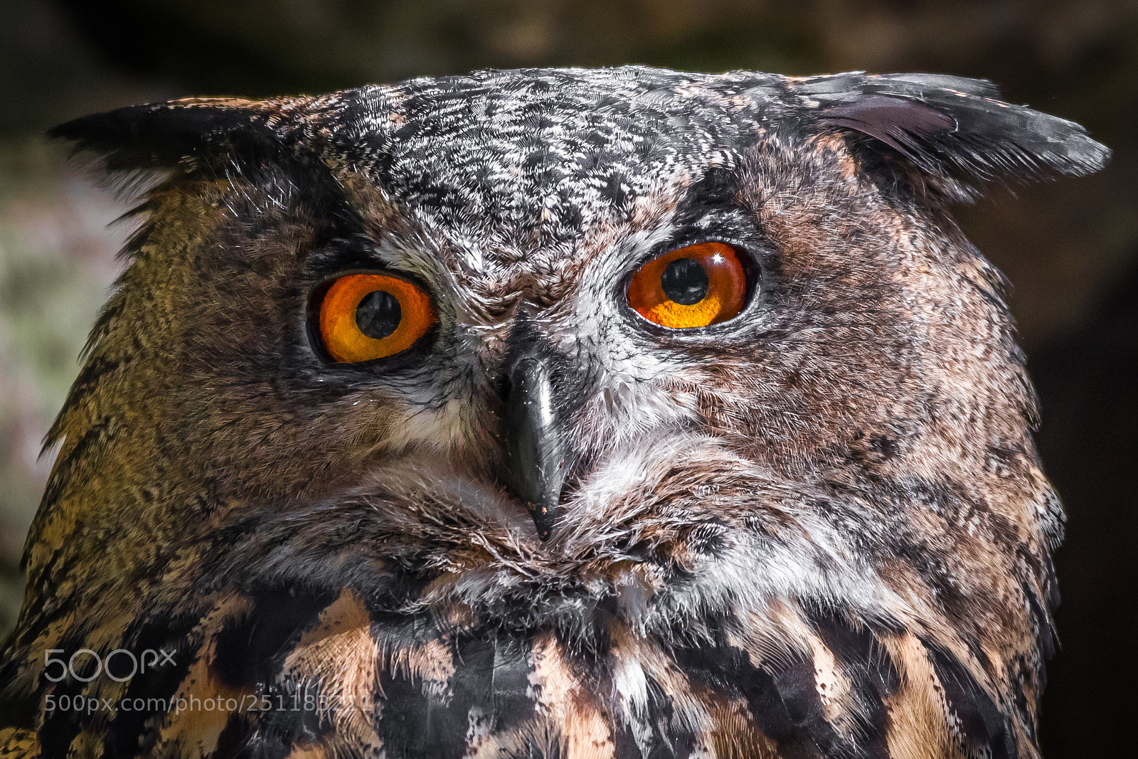 Nikon D500 sample photo. Eurasian eagle-owl photography