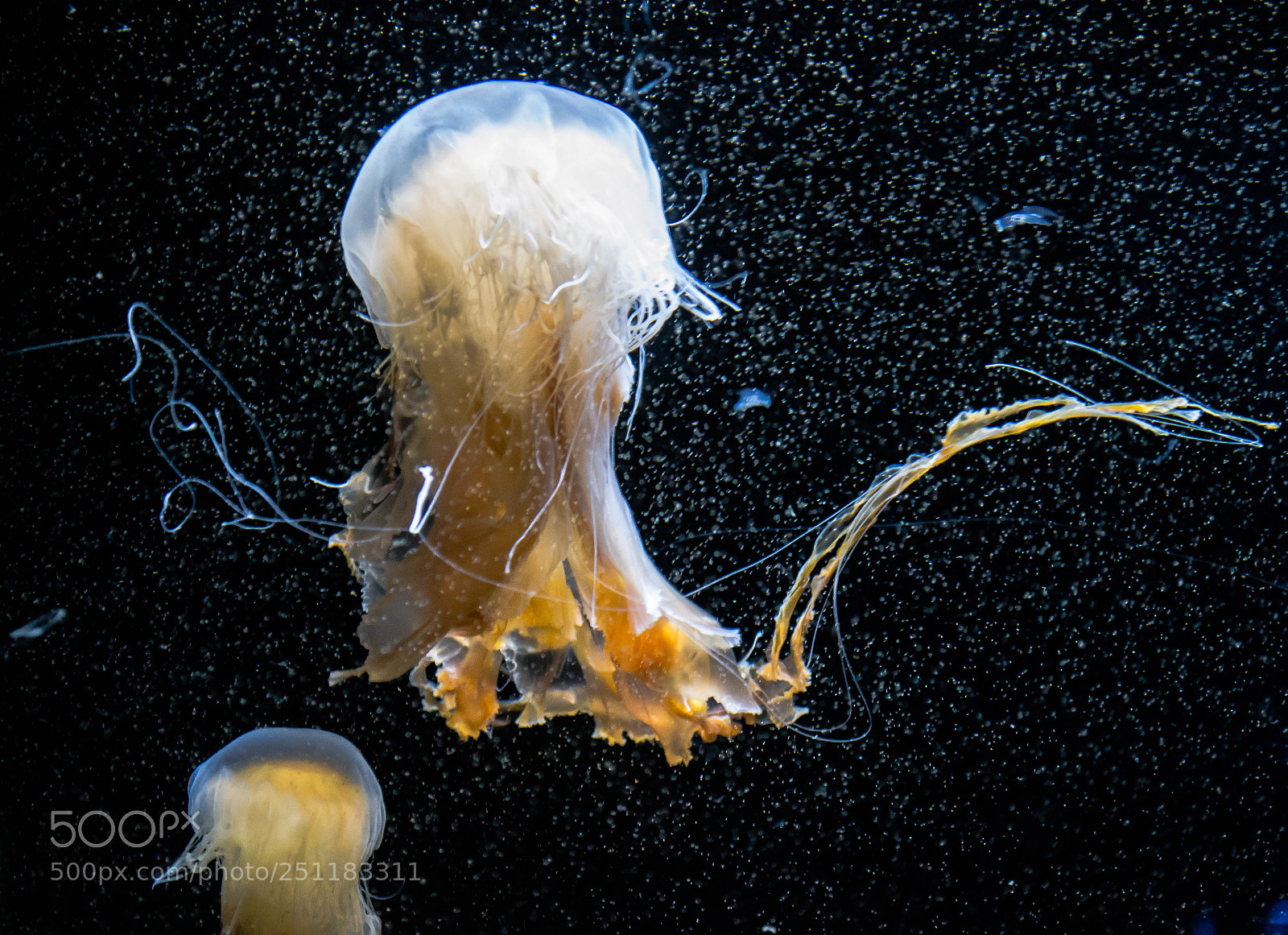 Nikon D3100 sample photo. Jelly fish wafting photography