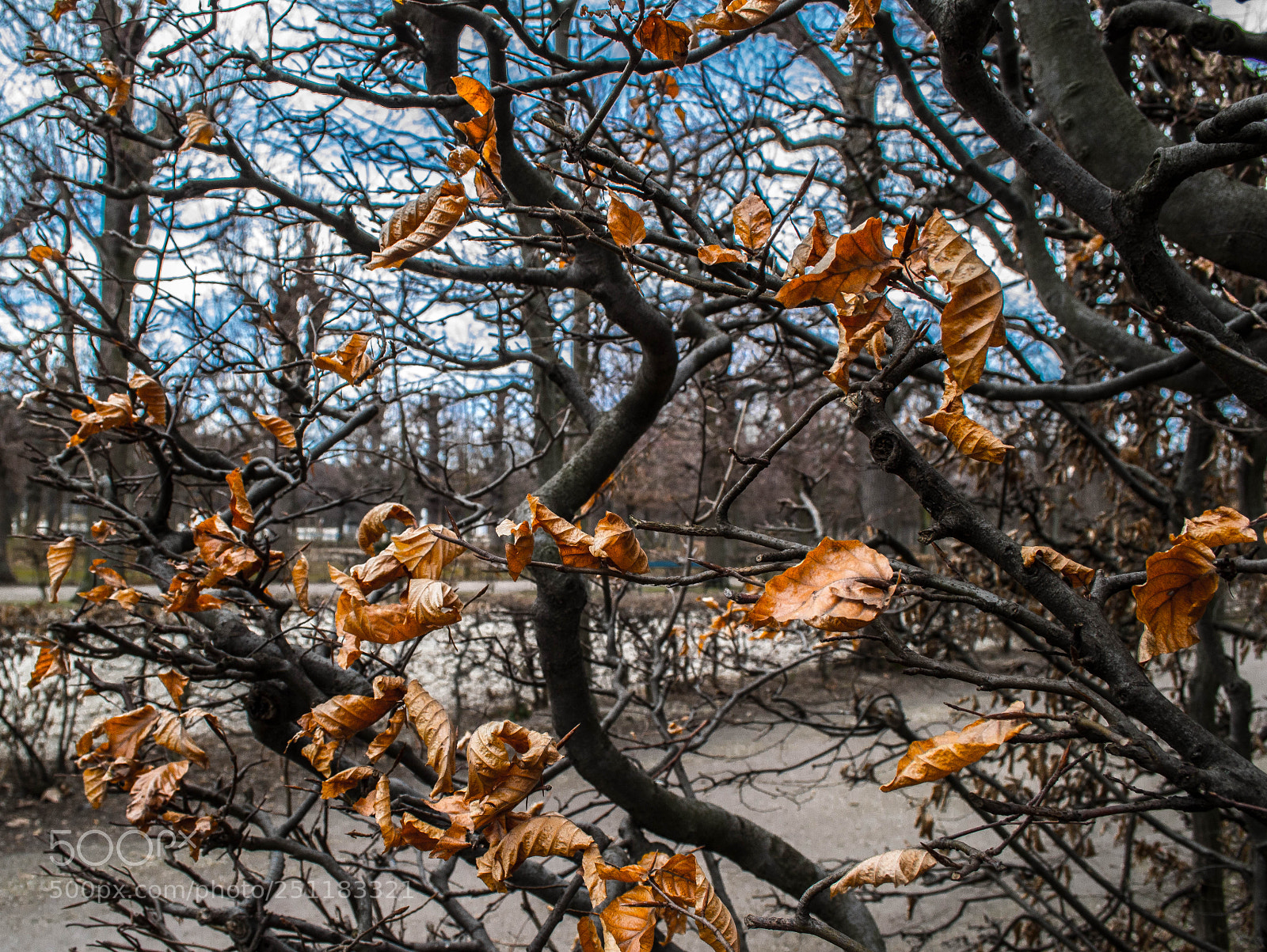Nikon D3100 sample photo. Schönbrunn leaves photography