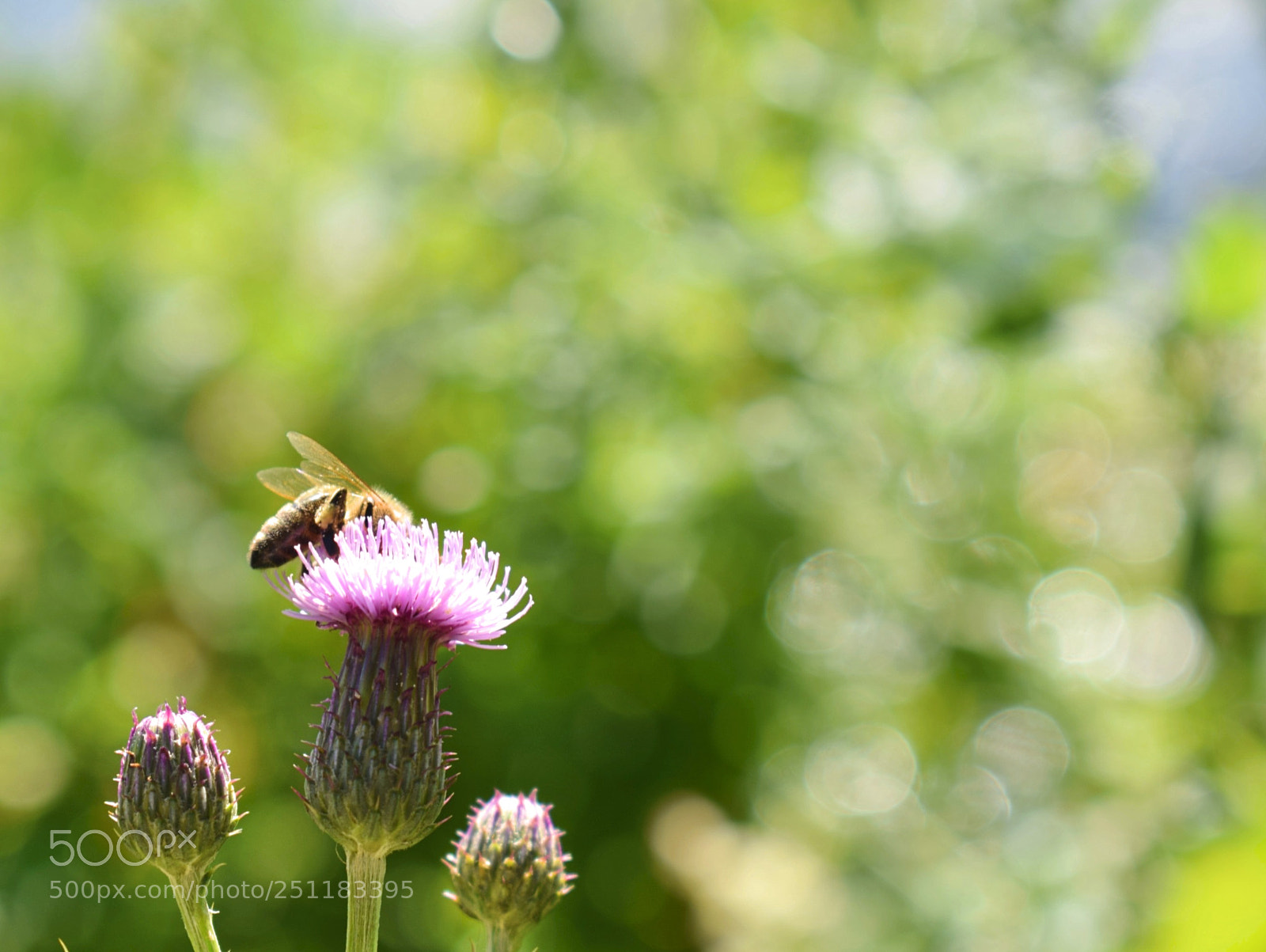 Nikon D3300 sample photo. Thistle photography