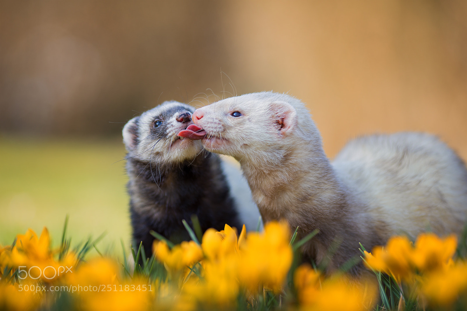 Canon EOS 5D Mark IV sample photo. Just one kiss photography