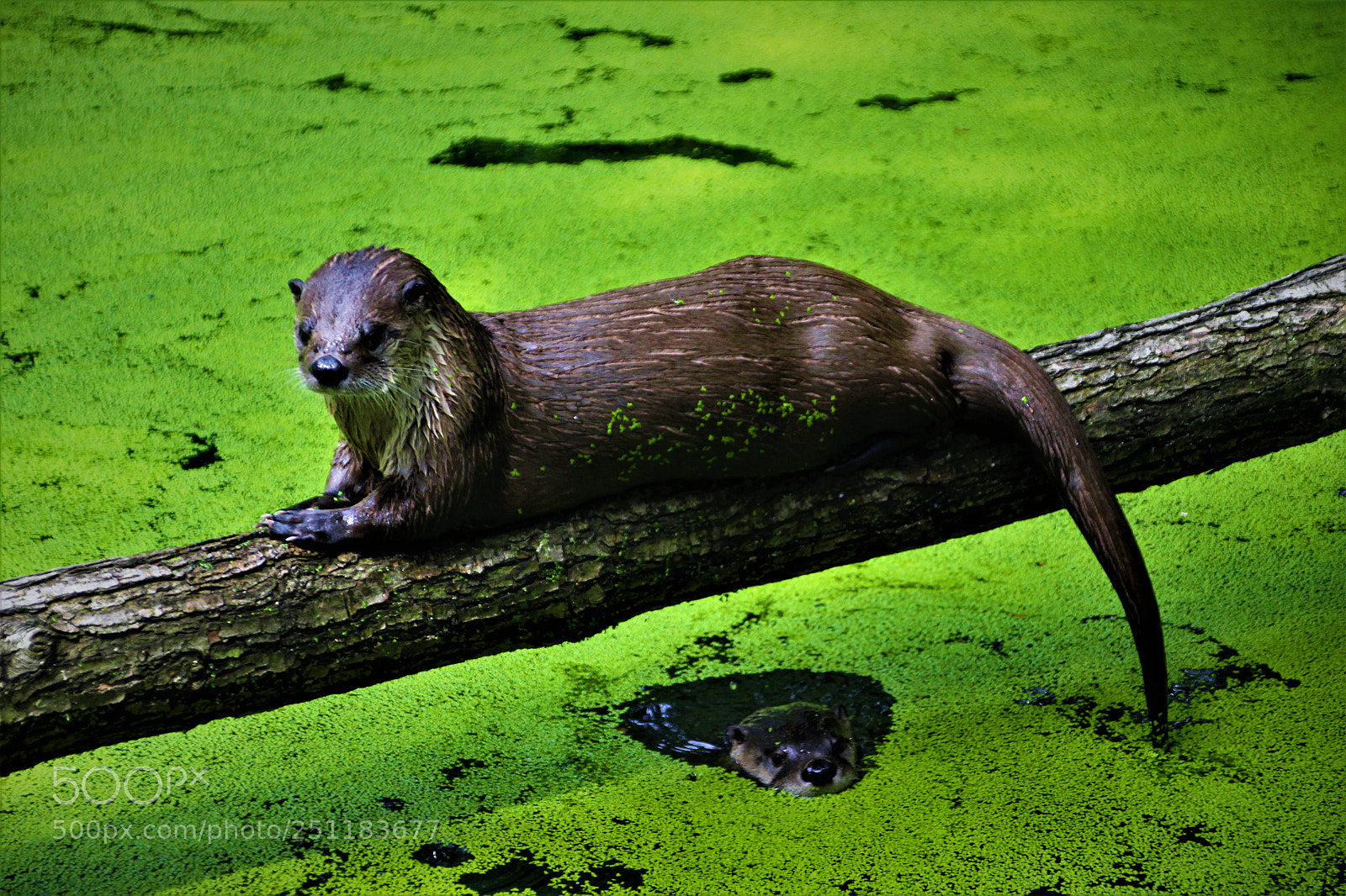 Canon EOS 1300D (EOS Rebel T6 / EOS Kiss X80) sample photo. Otter photography