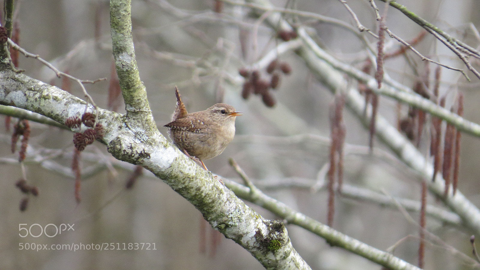 Canon PowerShot SX50 HS sample photo. Eurasian wren photography