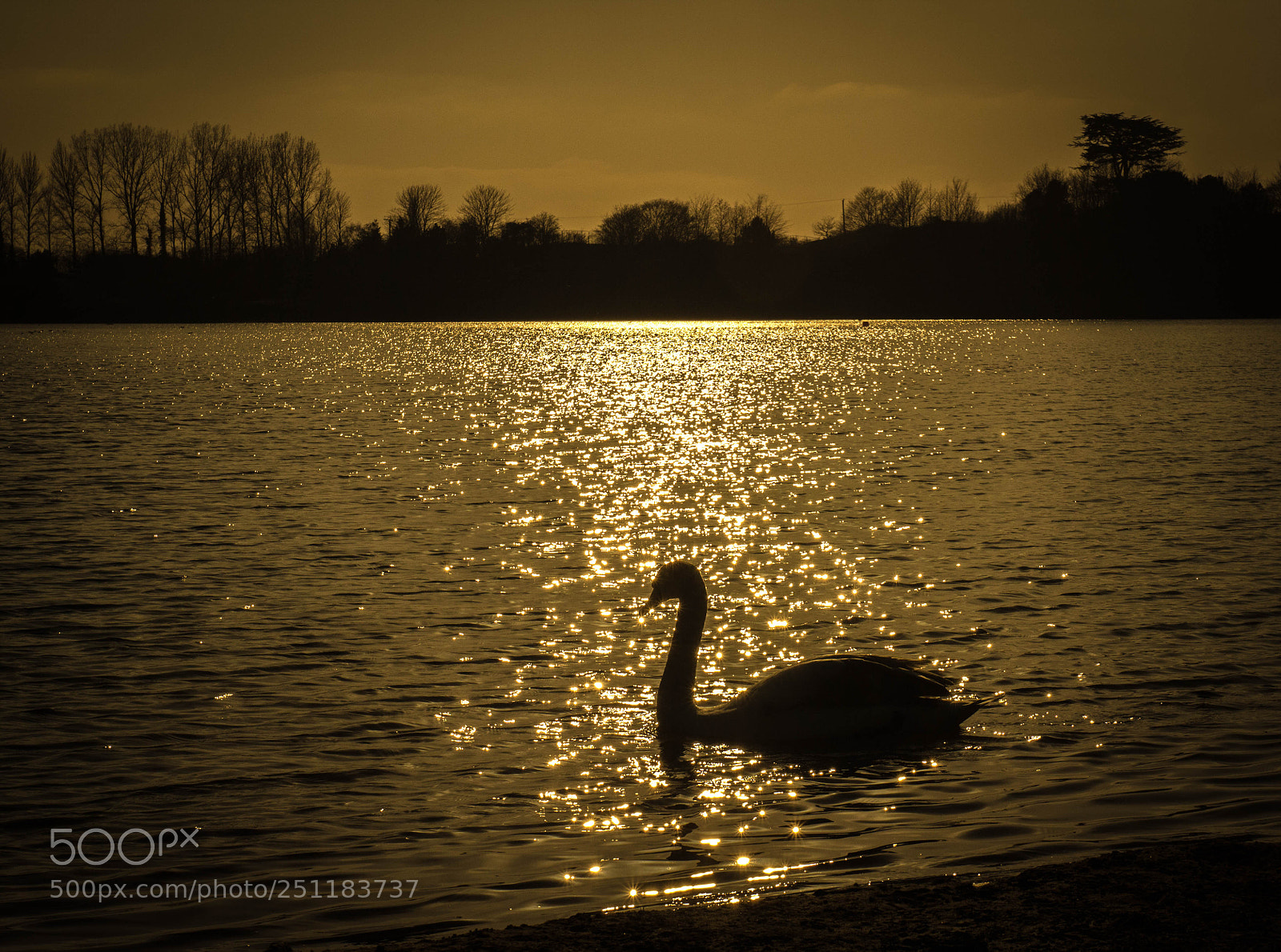Canon EOS 60D sample photo. Swan on astbury mere photography