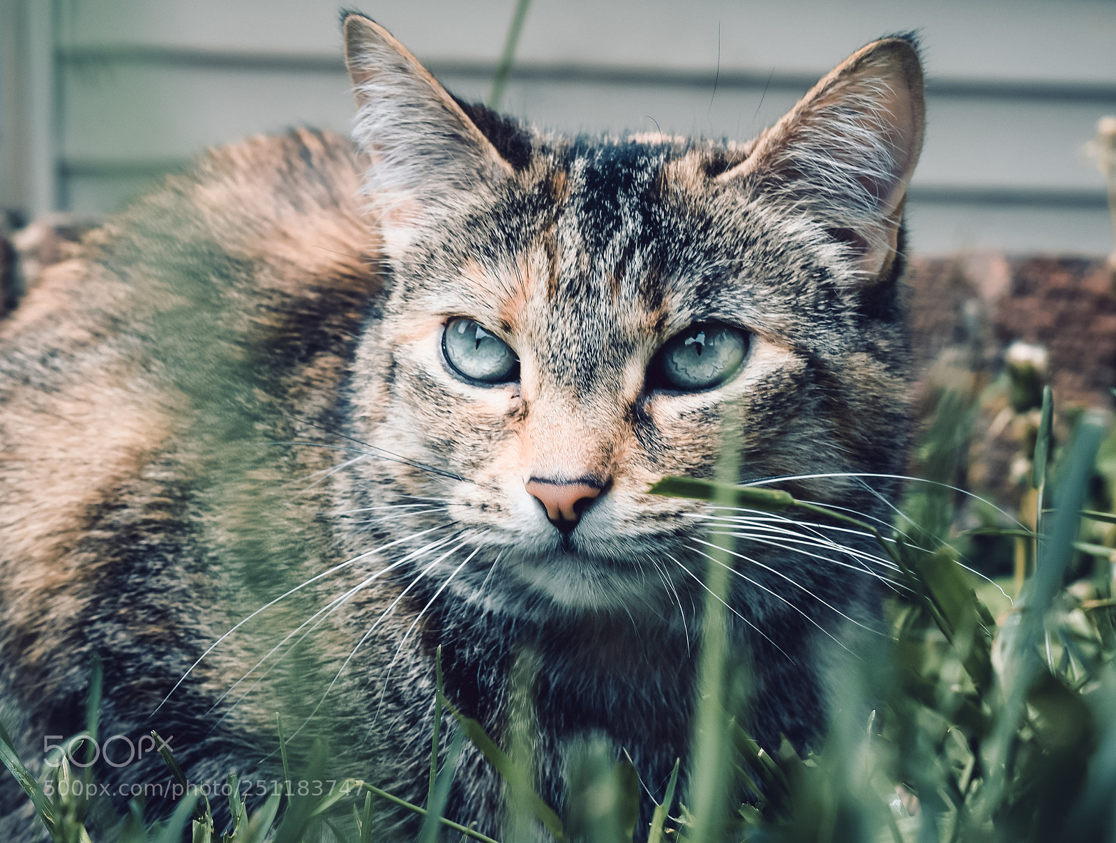 Nikon D3300 sample photo. Panda photography