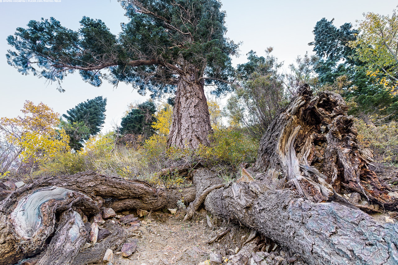 Canon EOS 60D sample photo. Roots photography