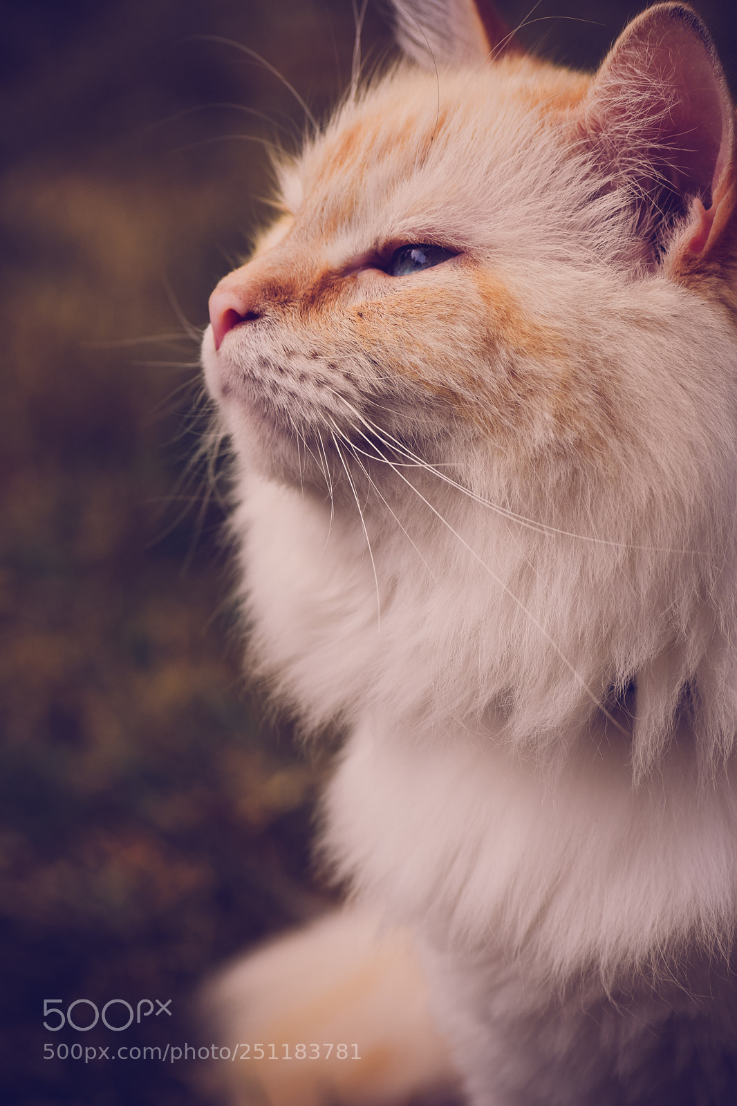 Nikon D3300 sample photo. Chester side profile photography