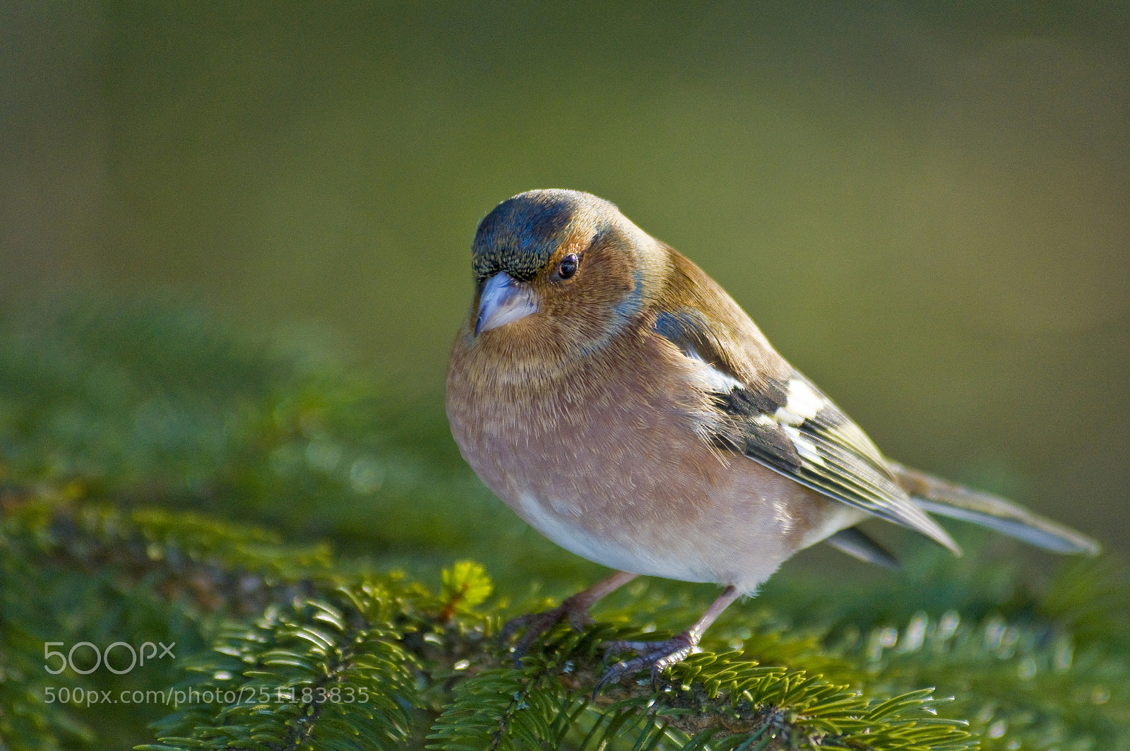 Nikon D300 sample photo. Chaffinch on spruce branch photography