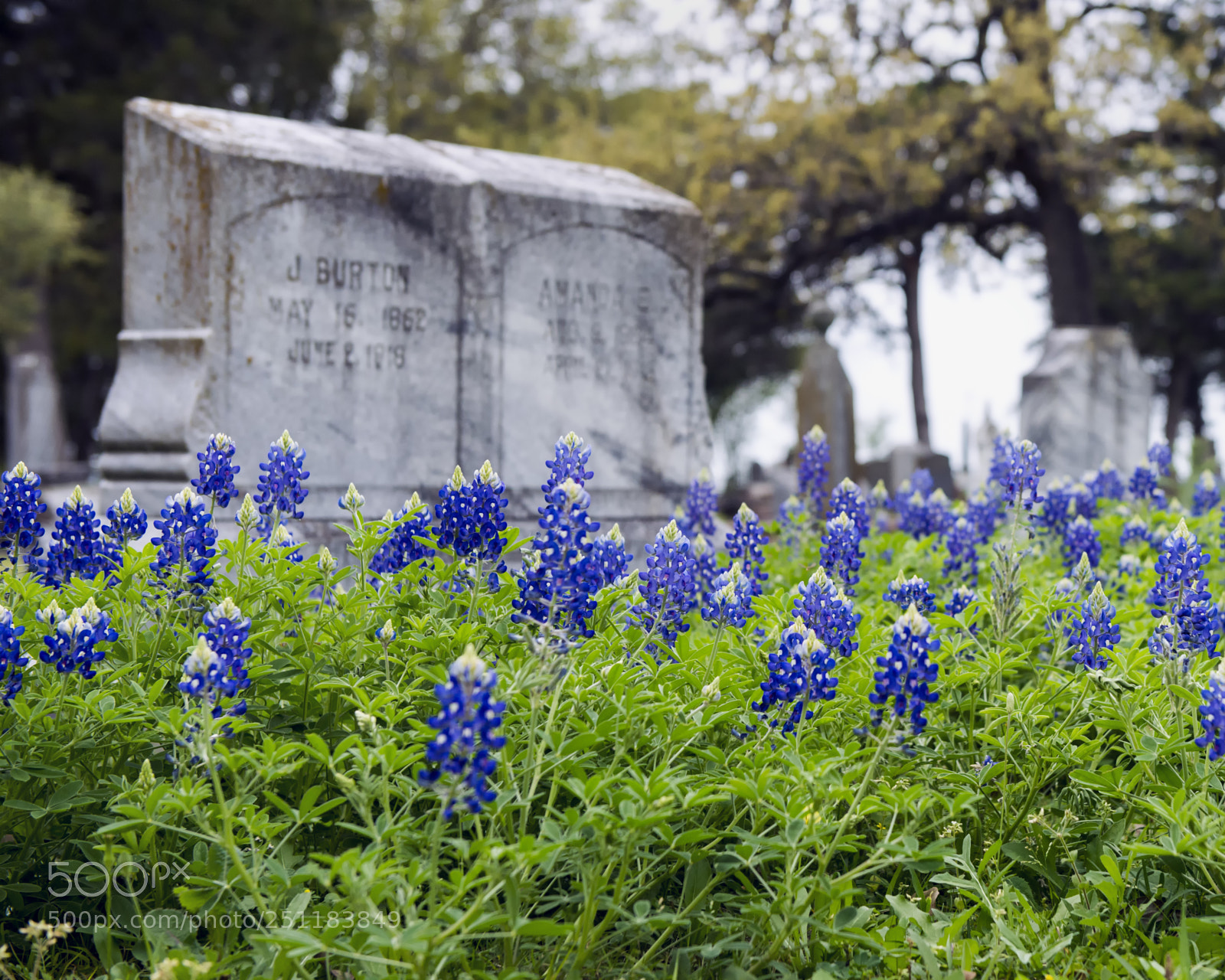 Nikon D800 sample photo. Cemetery bluebonnets photography
