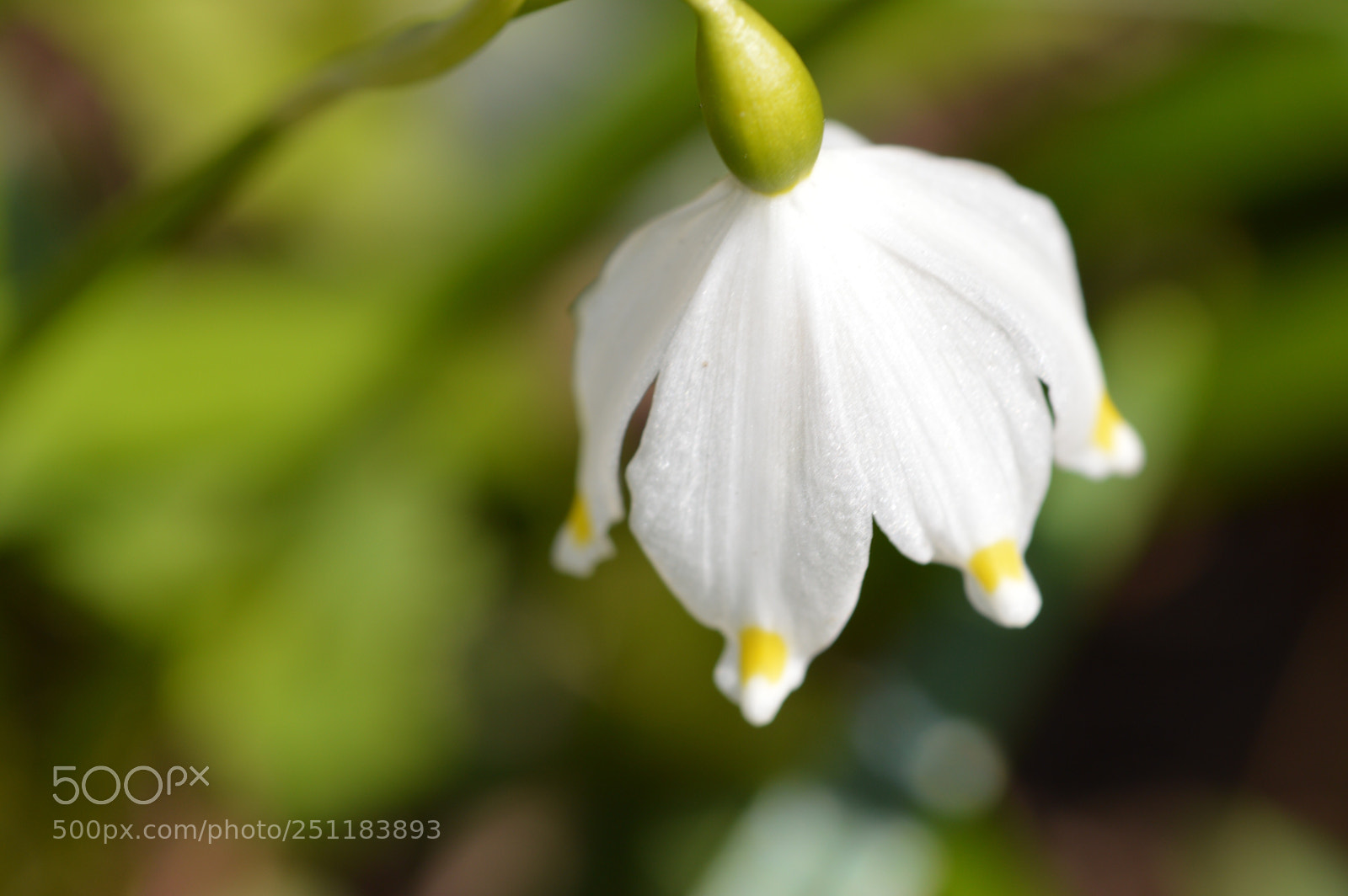Nikon D3200 sample photo. White photography
