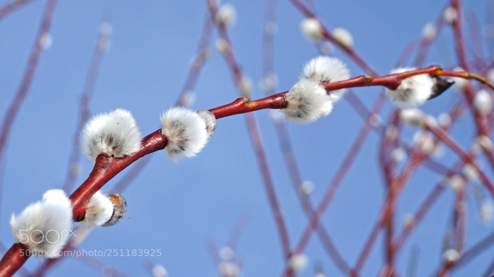 Sony Alpha a5000 (ILCE 5000) sample photo. Springtime photography