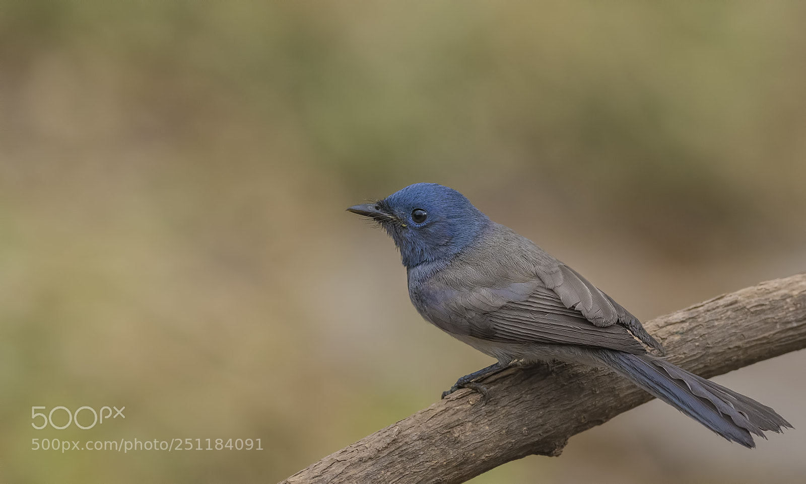 Nikon D500 sample photo. Black naped monarch female photography