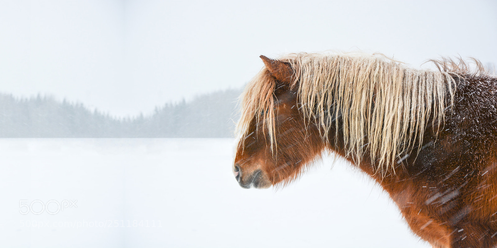 Nikon D7100 sample photo. Icelandic horse iii photography