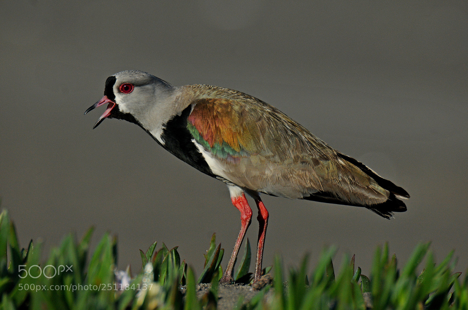 Nikon D300 sample photo. Southern lapwing-bronzekiebitz photography
