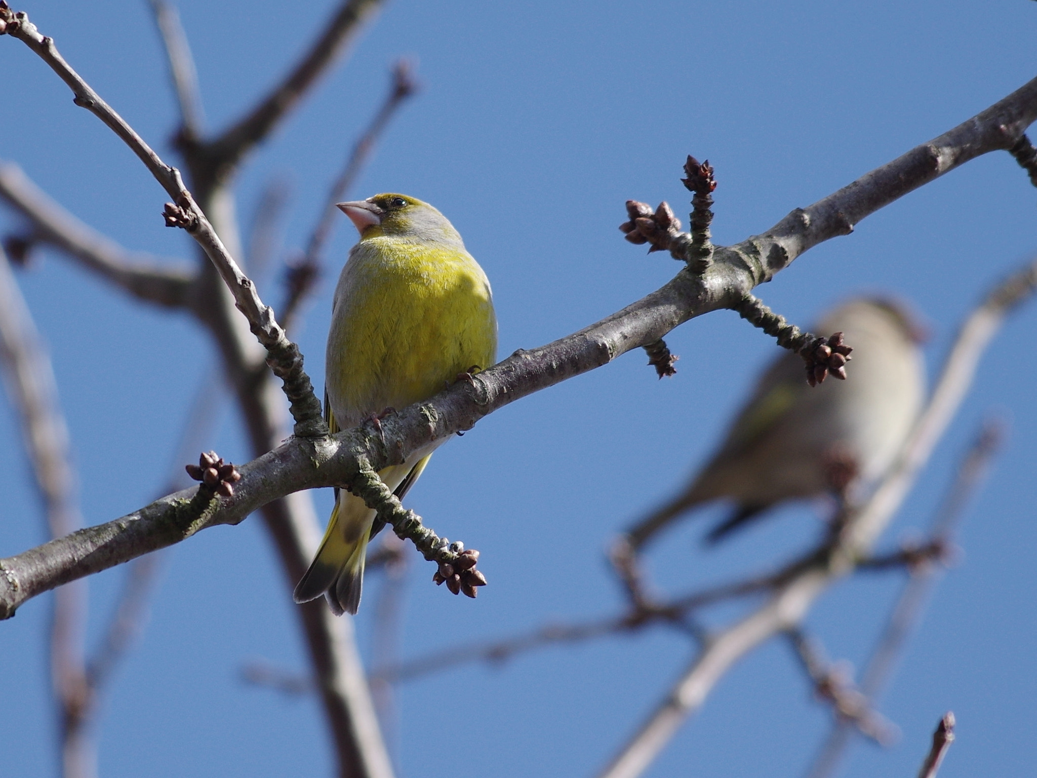 Pentax smc DA* 300mm F4.0 ED (IF) SDM sample photo. (carduelis chloris žaliuke photography