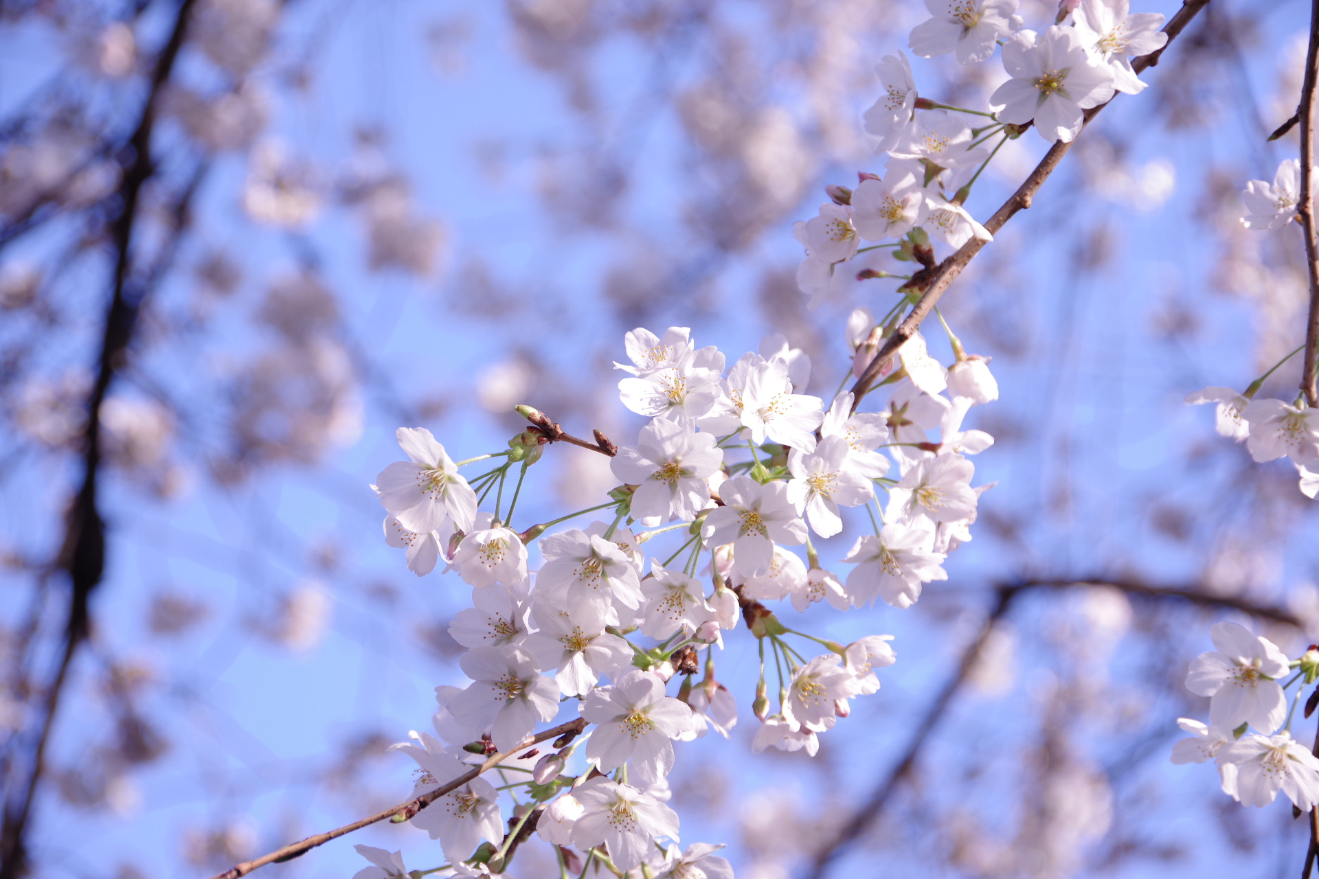 Pentax K-70 sample photo. Sakura photography